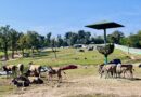Safari Park Pombia: animali, attrazioni e Oktoberfest nei weekend di ottobre